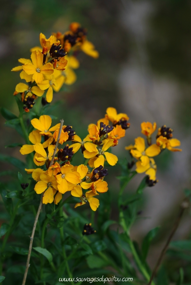 Erysimum cheiri, Giroflée des murailles, Saint Benoît